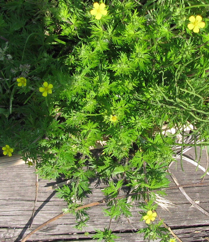 Image of Potentilla virgata specimen.