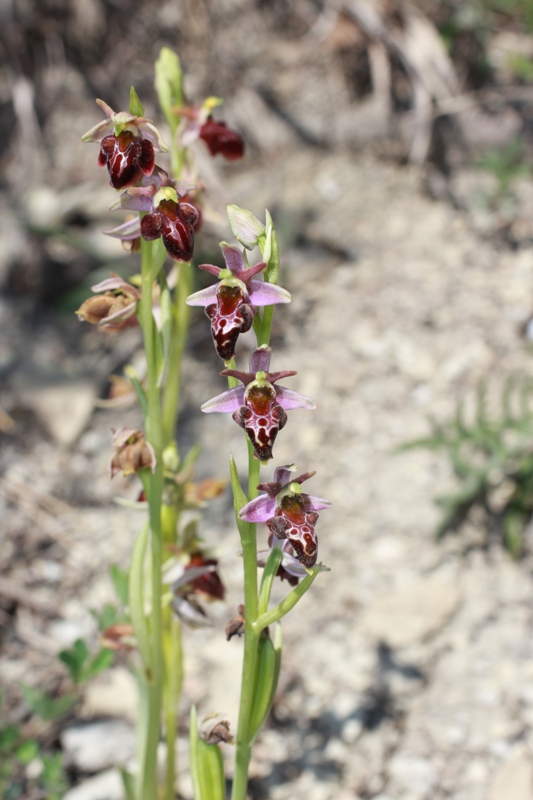 Изображение особи Ophrys &times; aghemanii.