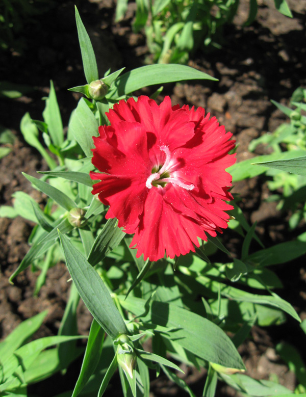 Image of Dianthus chinensis specimen.