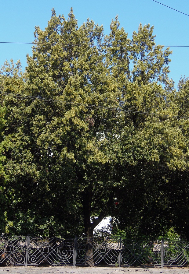 Image of Quercus ilex specimen.