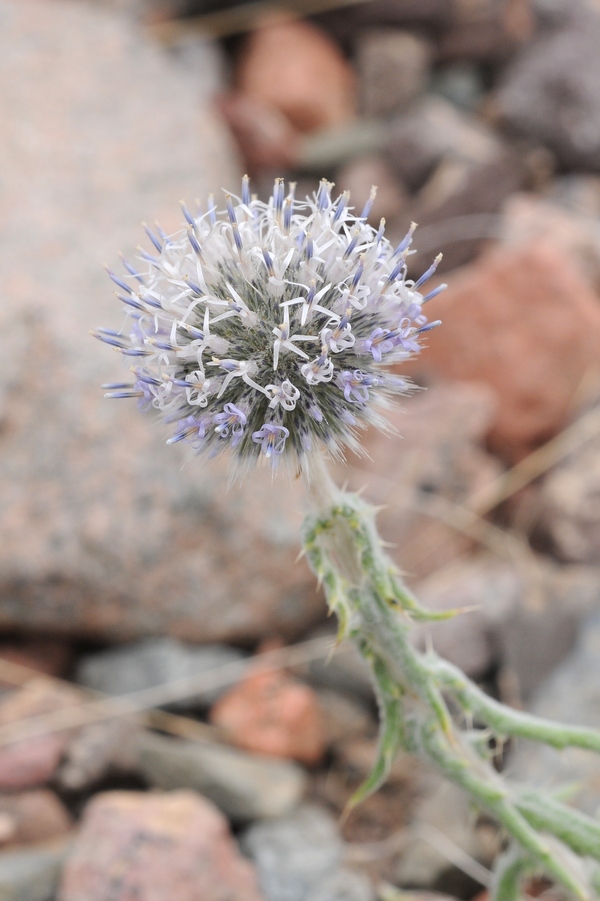 Image of Echinops nanus specimen.