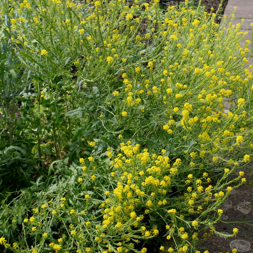 Image of Sisymbrium austriacum specimen.