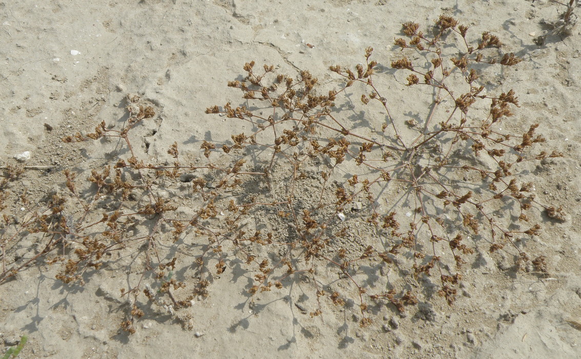 Image of Frankenia pulverulenta specimen.