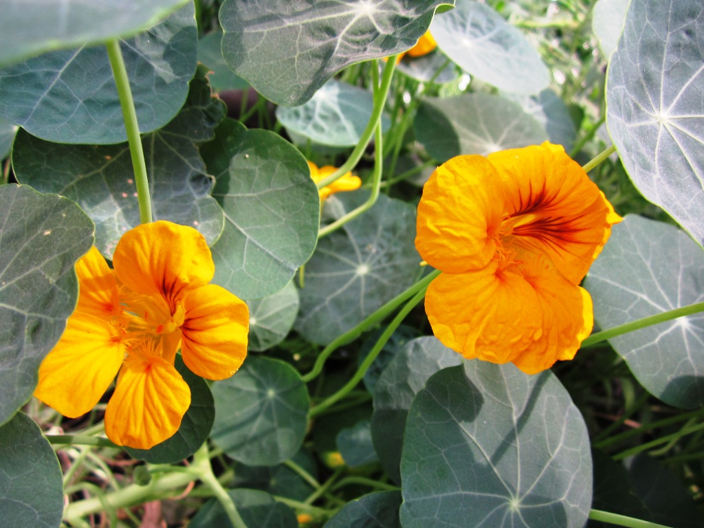 Изображение особи Tropaeolum majus.