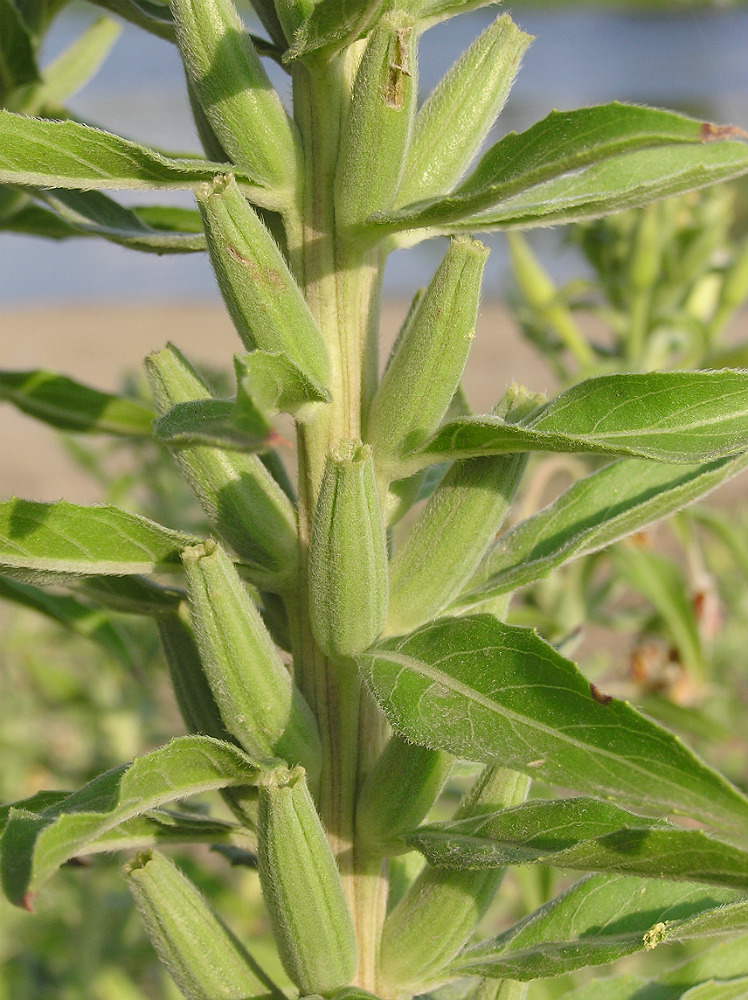 Image of Oenothera villosa specimen.