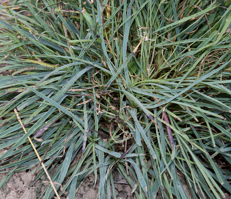 Image of Dianthus carthusianorum specimen.