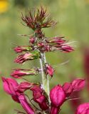 Lobelia × speciosa. Верхняя часть соцветия с бутонами. Германия, г. Дюссельдорф, Ботанический сад университета. 14.08.2013.