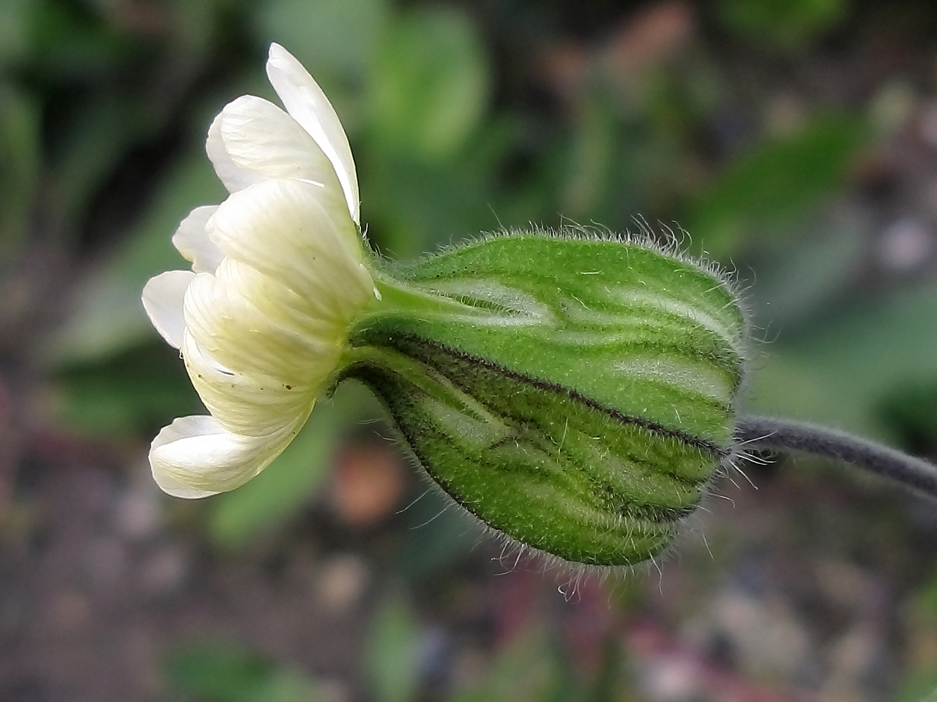 Изображение особи Melandrium latifolium.