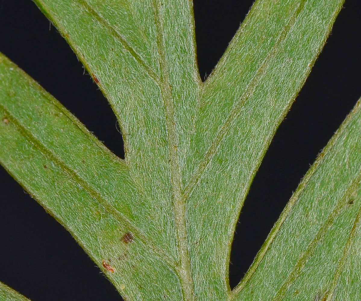 Image of Grevillea banksii specimen.