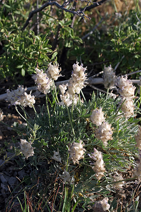 Изображение особи Astragalus schrenkianus.