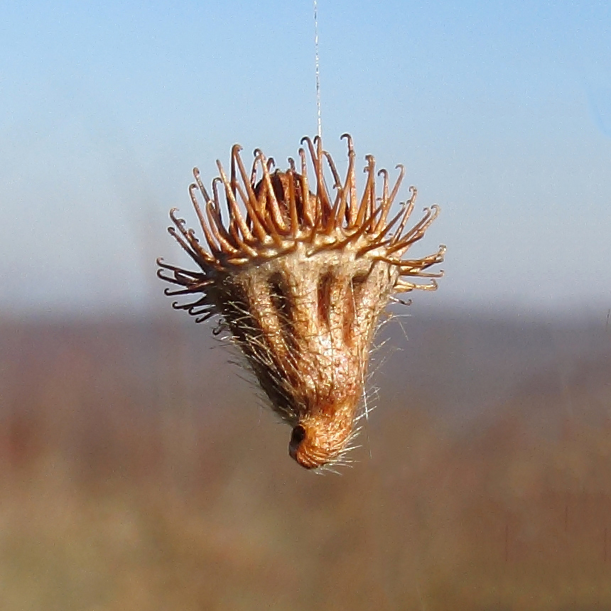 Image of Agrimonia eupatoria specimen.