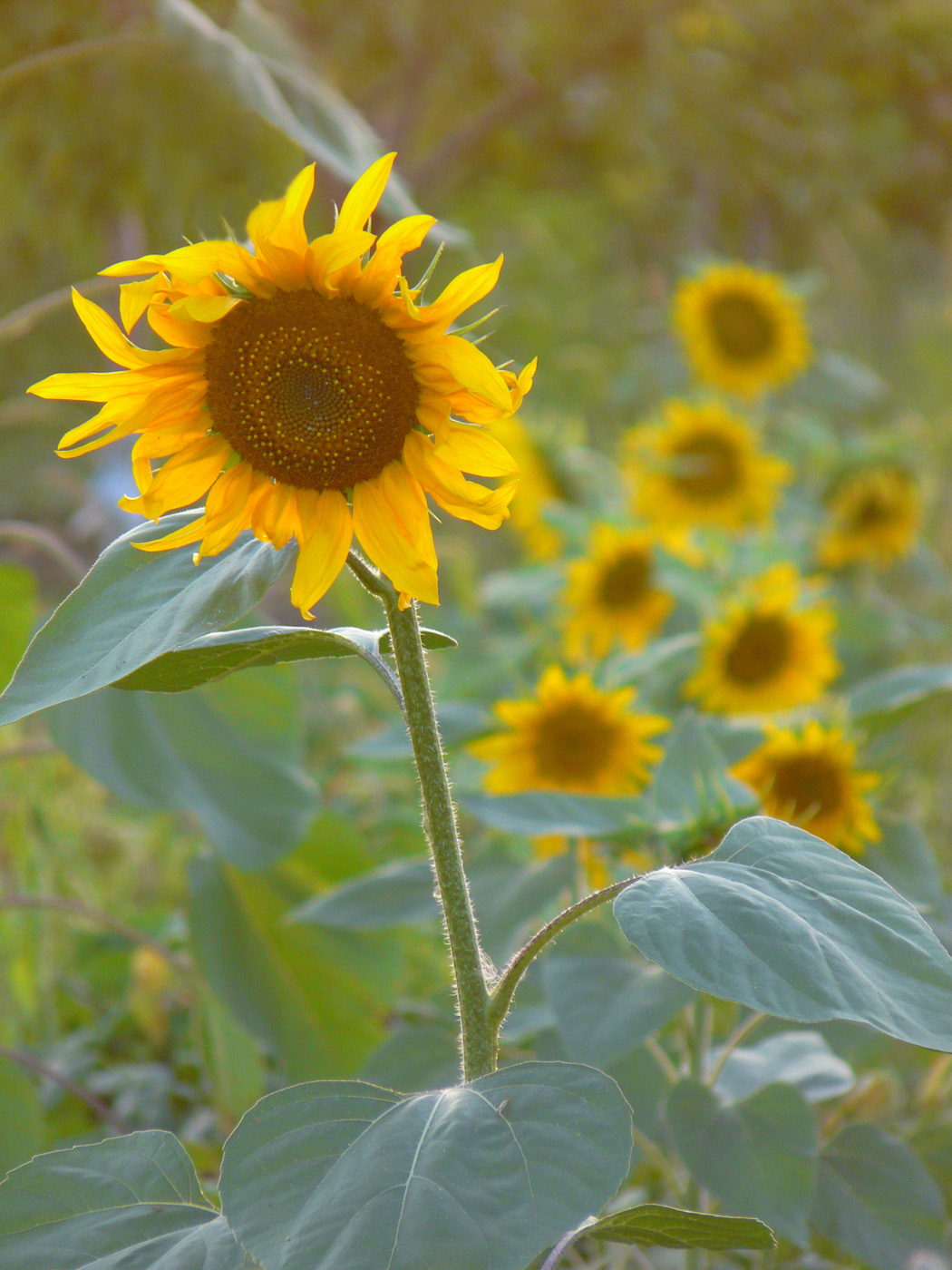 Image of Helianthus annuus specimen.