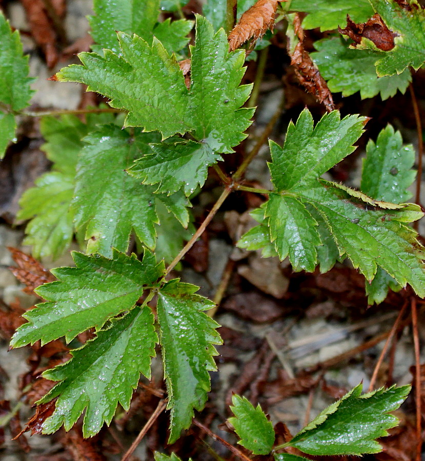 Image of Astilbe chinensis var. davidii specimen.