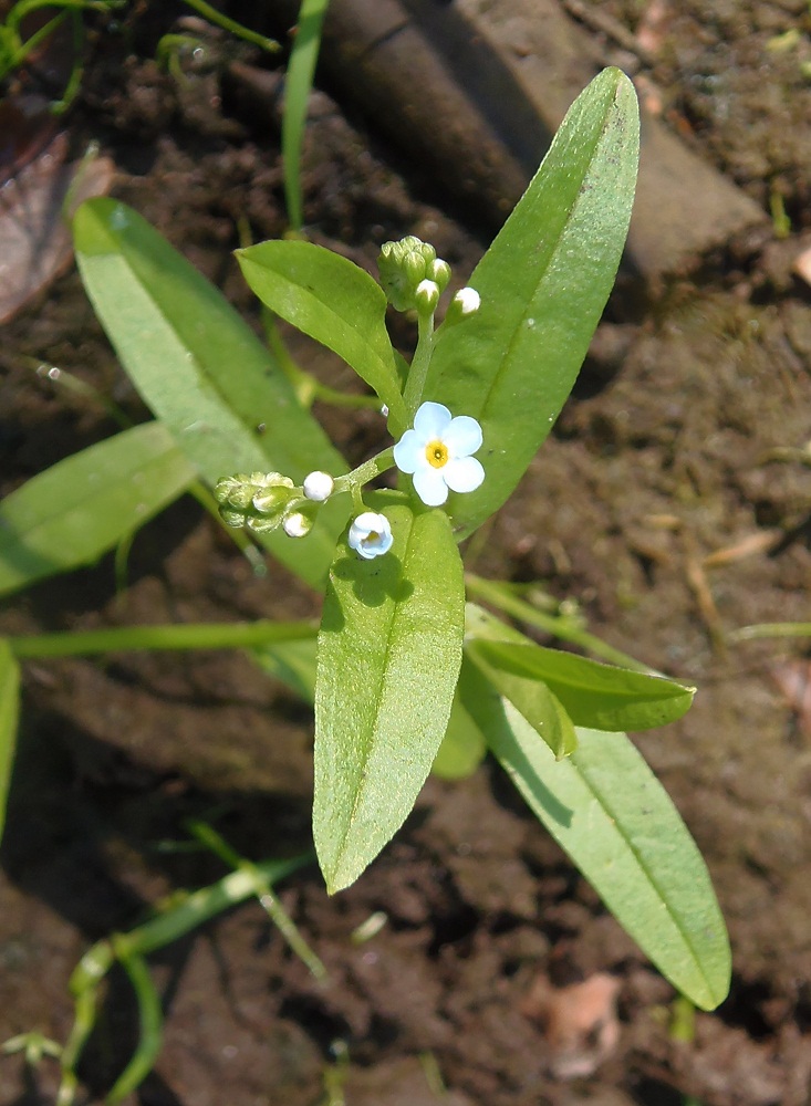 Изображение особи Myosotis palustris.