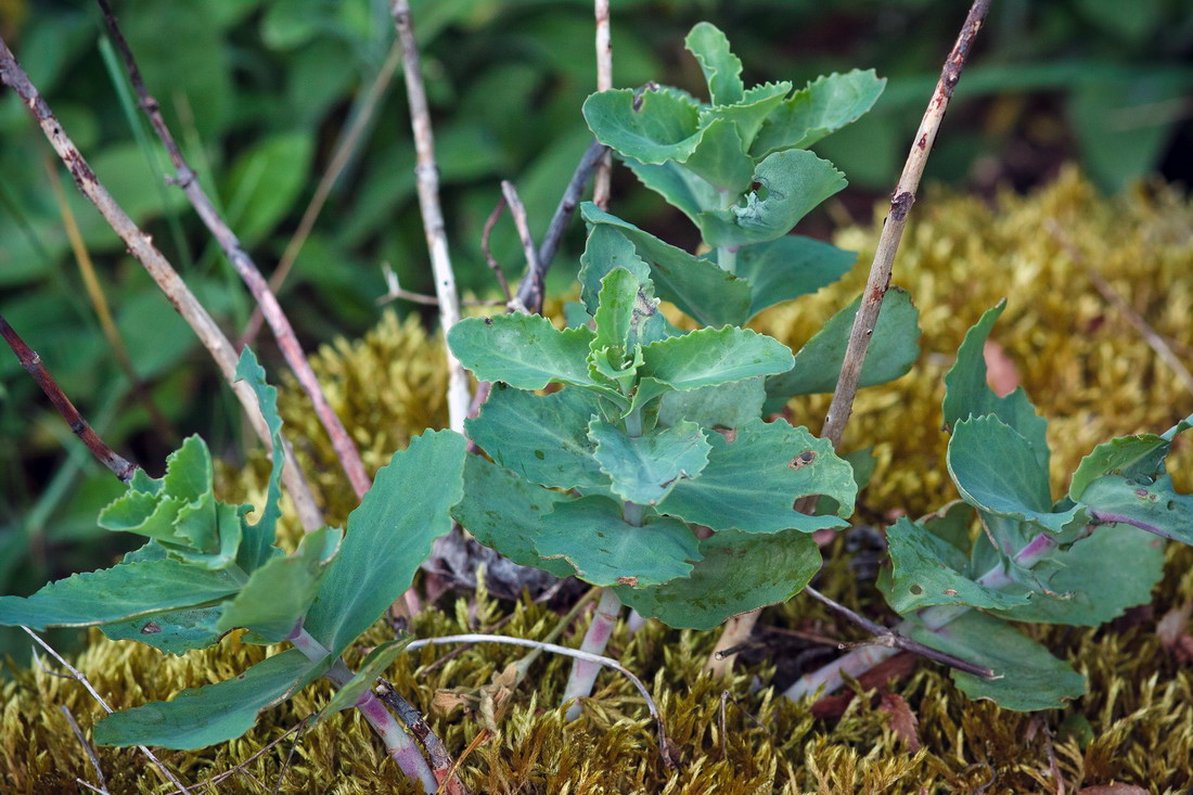 Image of Hylotelephium caucasicum specimen.