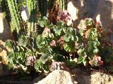 Смотреть изображение Kalanchoe fedtschenkoi