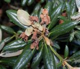 Rhododendron yakushimanum. Верхушка побега с отцветшим соцветием ('Edelweiss'). Германия, г. Essen, Grugapark. 29.09.2013.