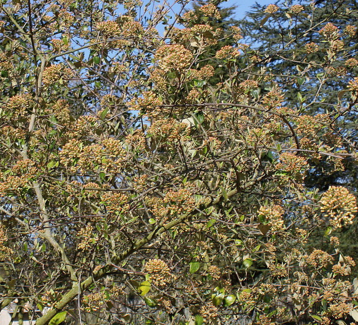 Image of Viburnum &times; burkwoodii specimen.