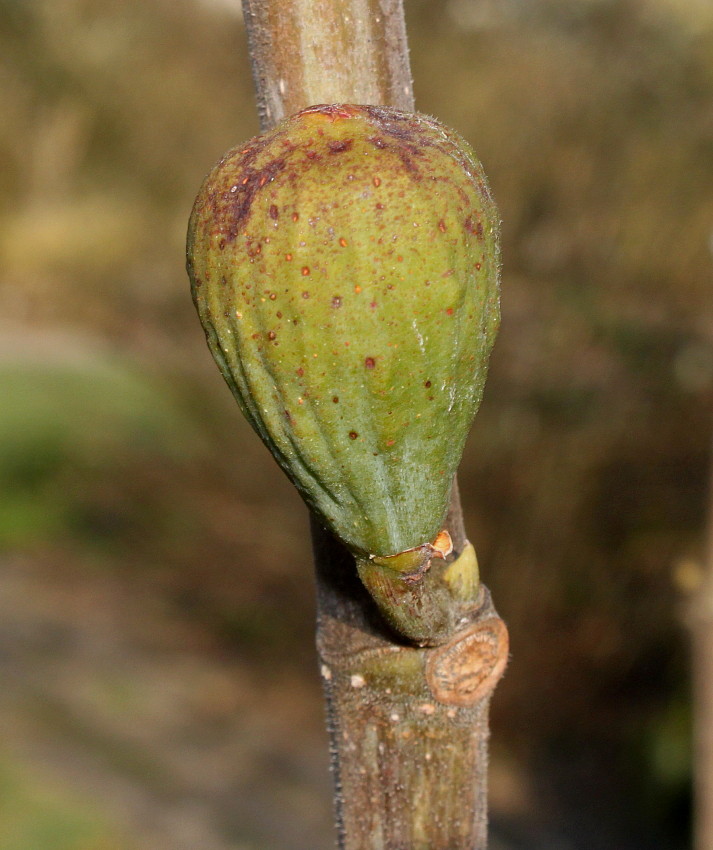 Image of Ficus carica specimen.