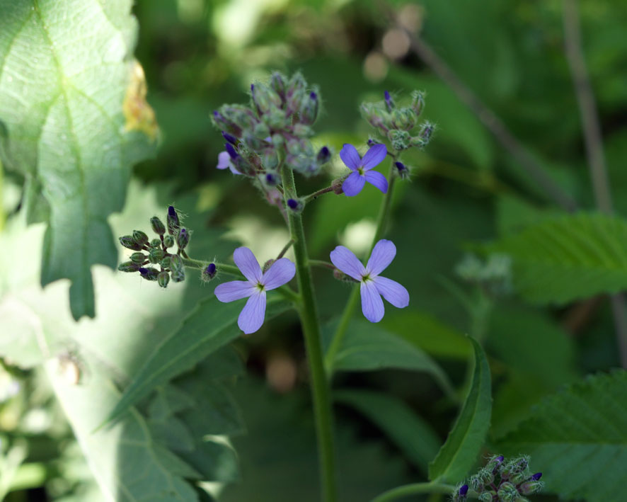 Image of Hesperis matronalis specimen.