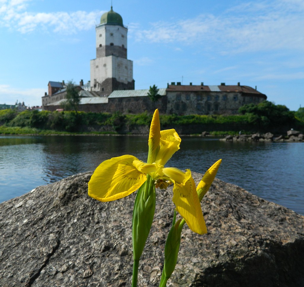 Изображение особи Iris pseudacorus.