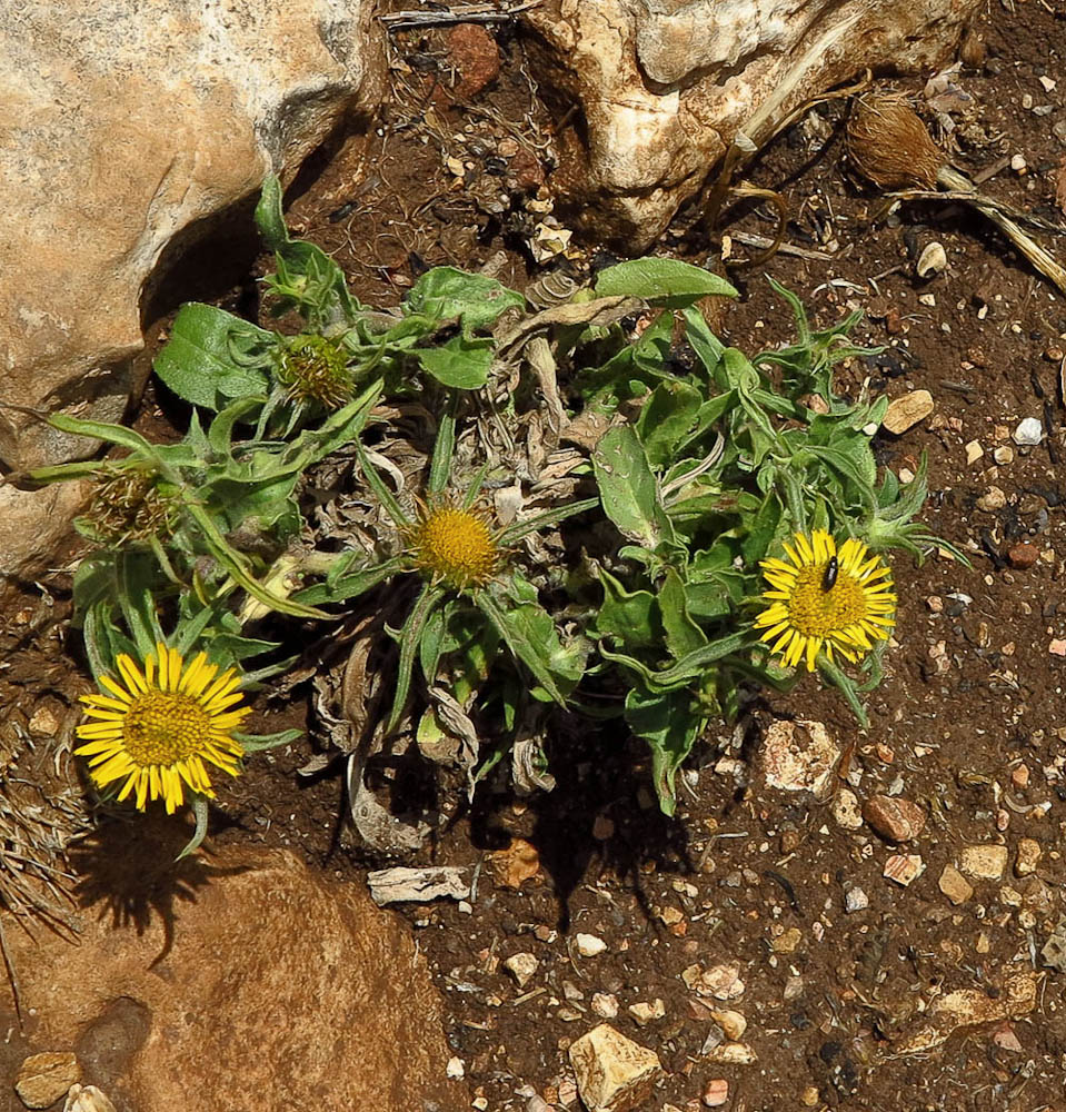 Image of Pallenis spinosa specimen.