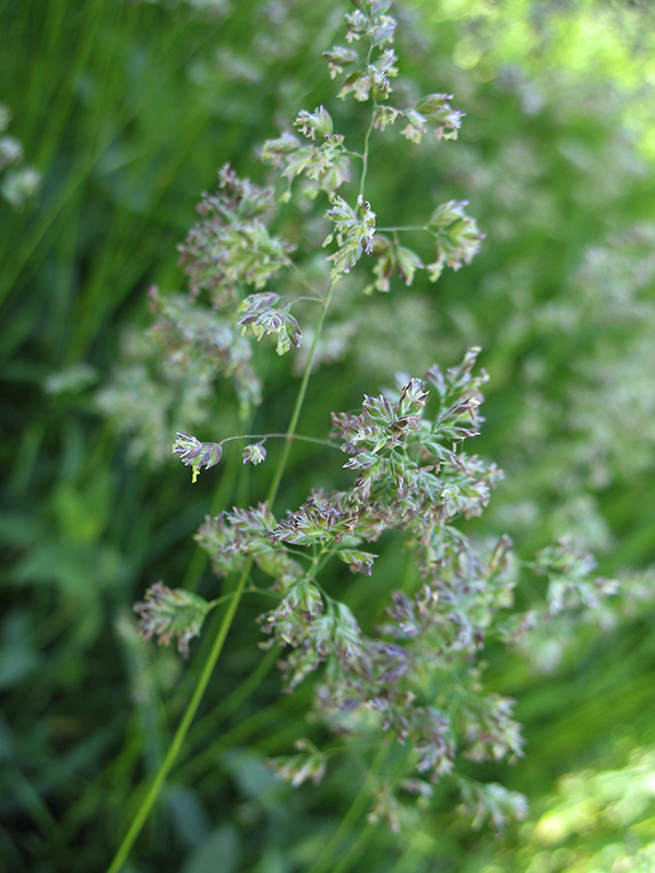 Image of Poa angustifolia specimen.