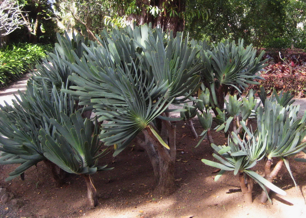 Image of Aloe plicatilis specimen.