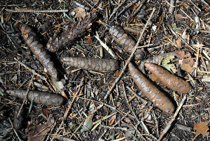 Image of Picea orientalis specimen.