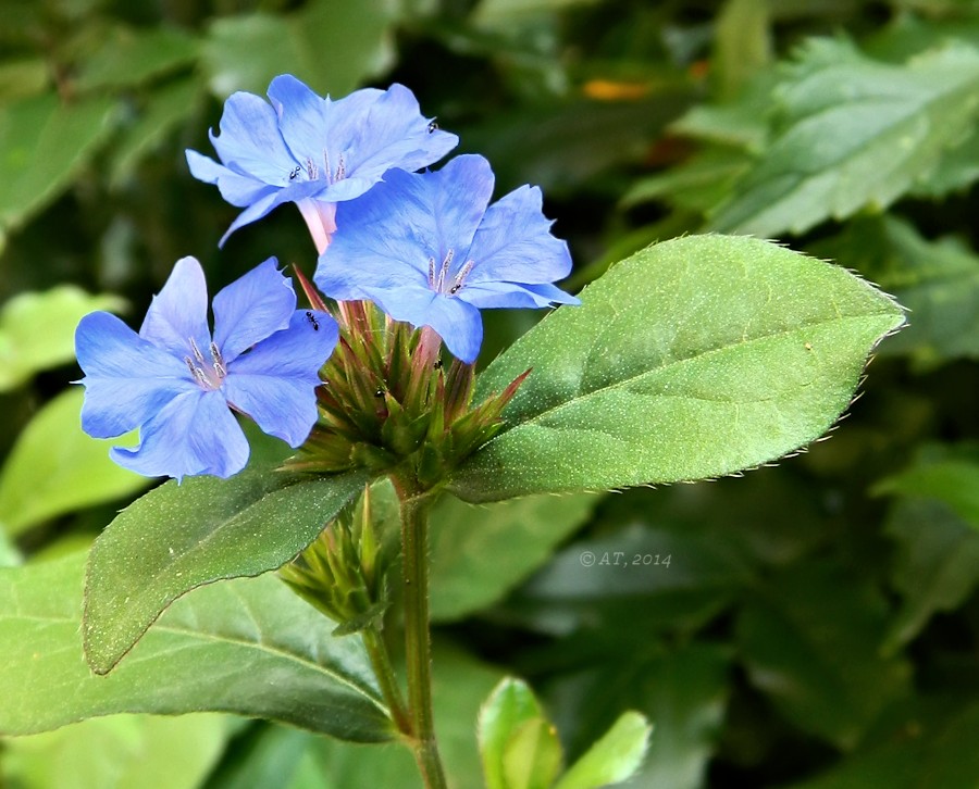 Изображение особи Ceratostigma plumbaginoides.