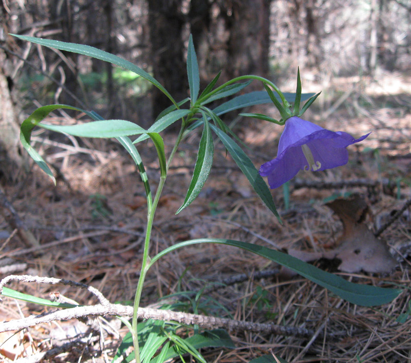 Image of Campanula persicifolia specimen.