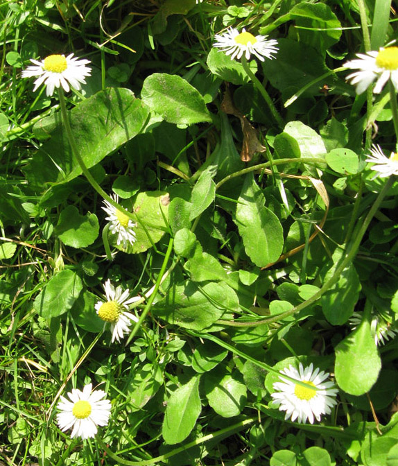 Image of Bellis perennis specimen.