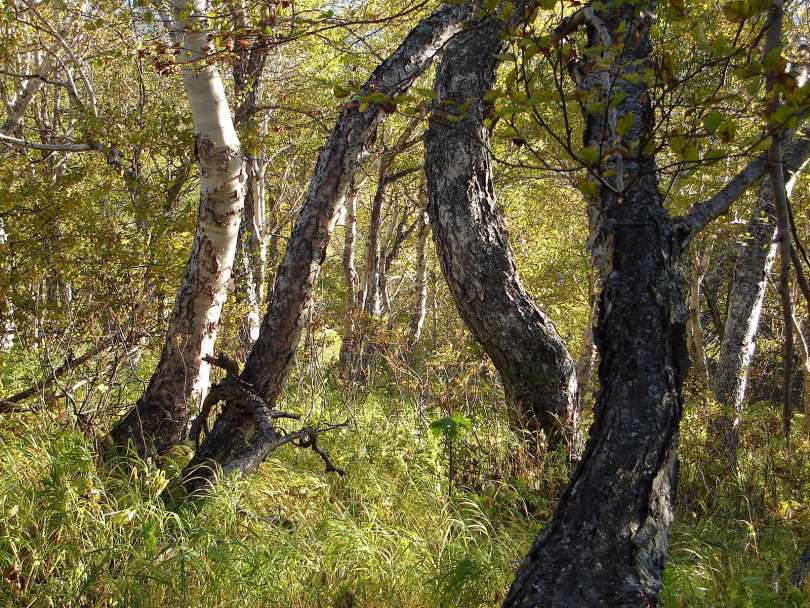 Изображение особи Betula ermanii.