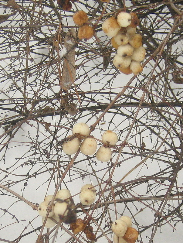 Image of Symphoricarpos albus var. laevigatus specimen.