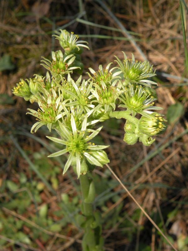 Изображение особи Sempervivum ruthenicum.