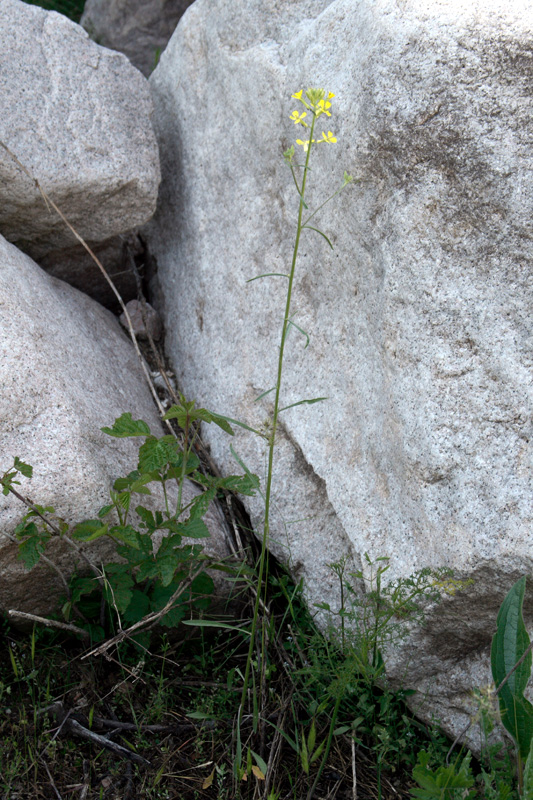 Image of Erysimum canescens specimen.