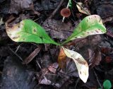 Trientalis europaea