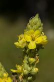 Verbascum thapsus