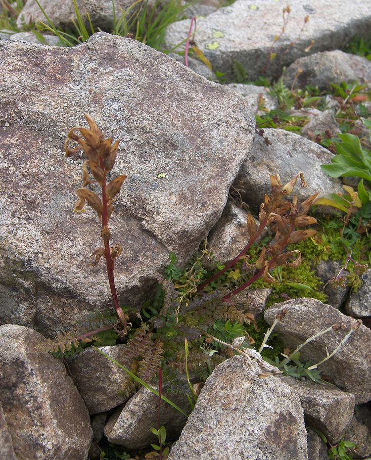 Изображение особи Pedicularis nordmanniana.