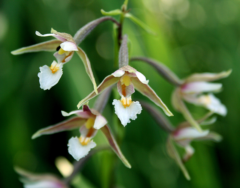 Изображение особи Epipactis palustris.