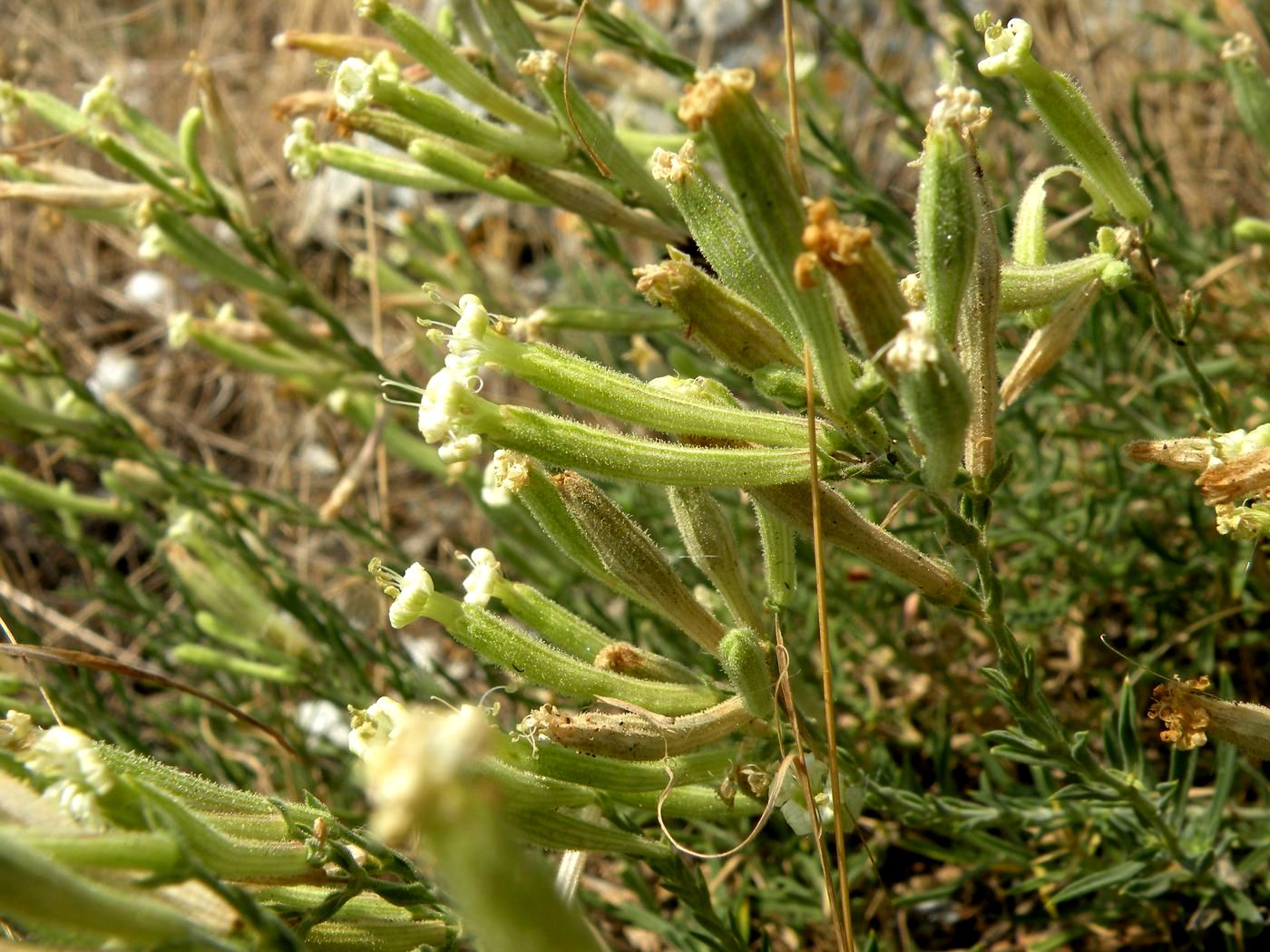 Image of Silene syreistschikowii specimen.