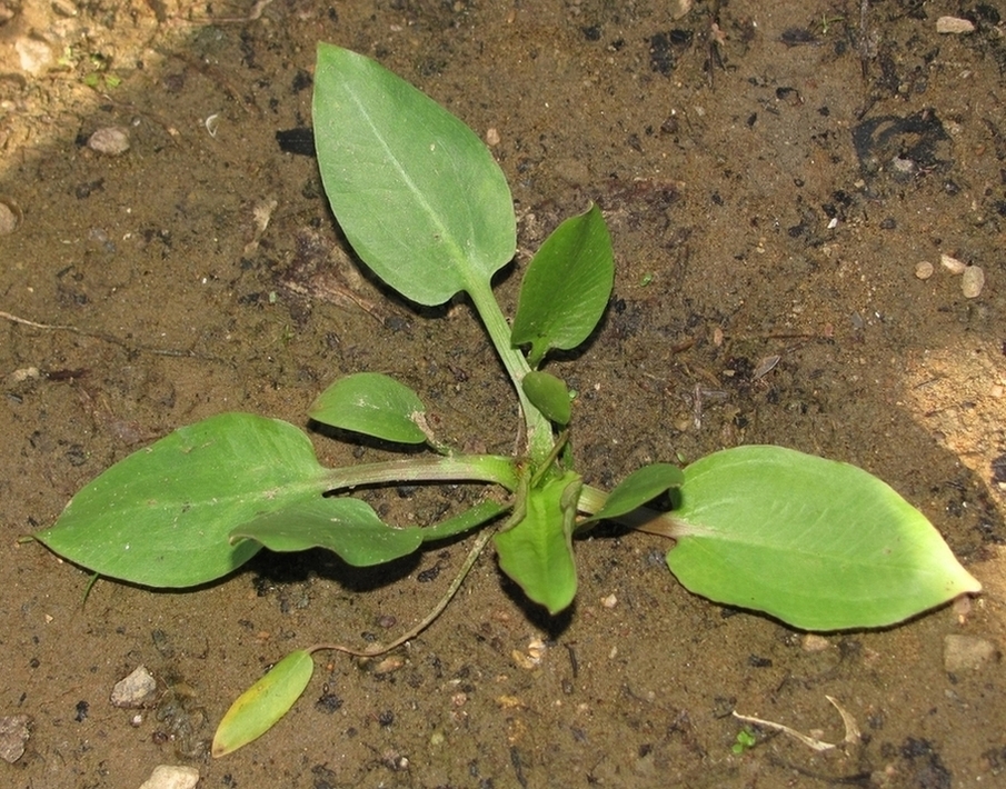 Image of Alisma plantago-aquatica specimen.