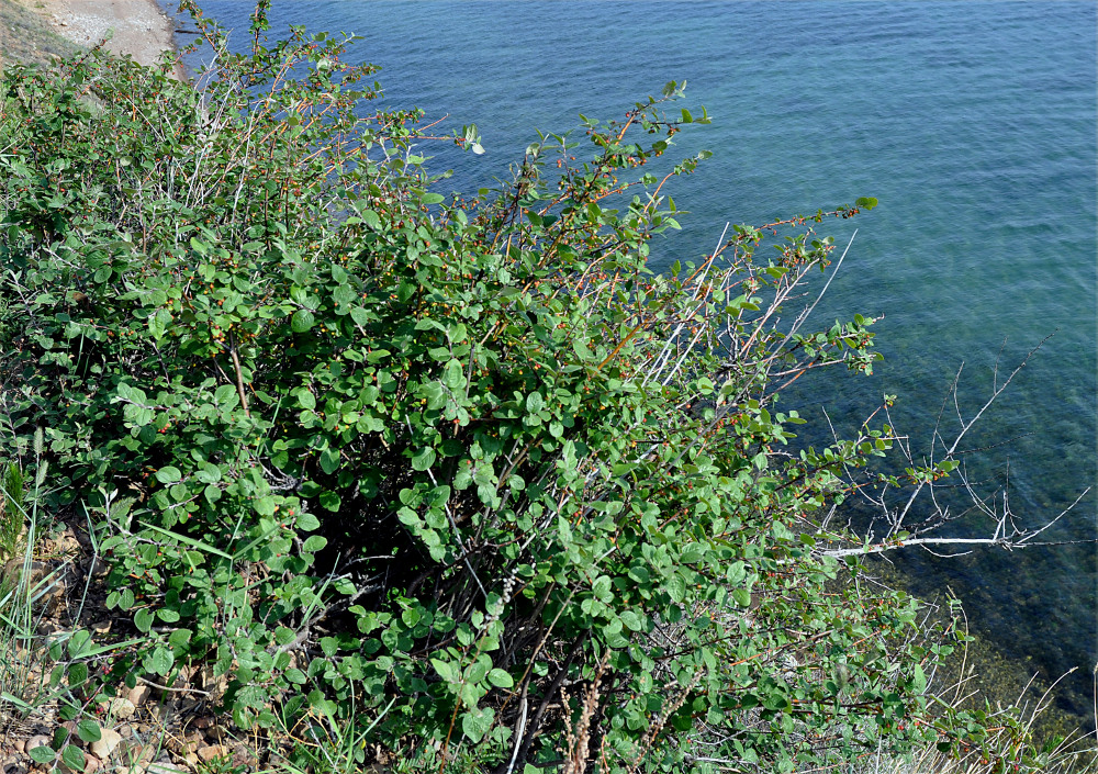 Image of Cotoneaster melanocarpus specimen.