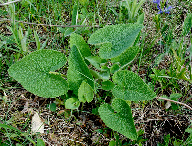 Image of Phlomoides tuberosa specimen.