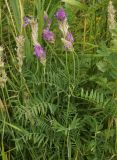 Astragalus onobrychis. Верхушки плодоносящих, отцветающих и зацветающего побегов. Казахстан, Восточно-Казахстанская обл., г. Усть-Каменогорск, восточные окр., Лесхоз, склон сопки. 01.07.2015.