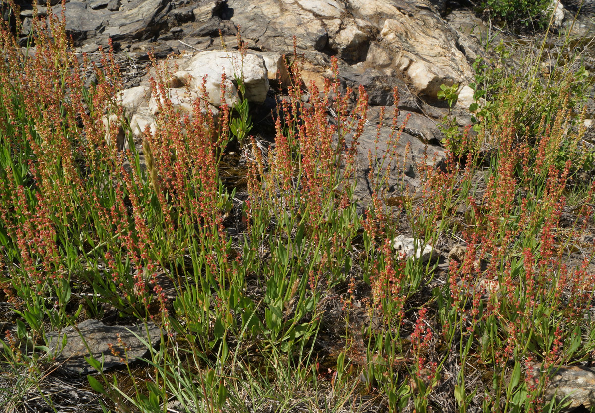 Изображение особи Rumex acetosella.