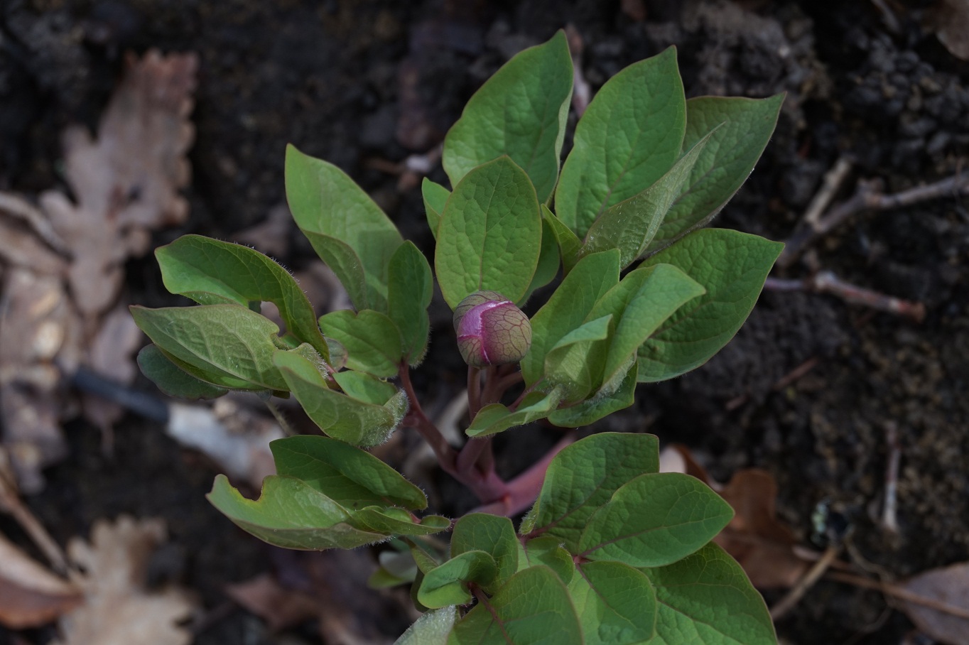 Изображение особи Paeonia caucasica.