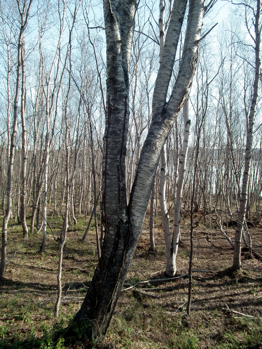 Image of Sorbus aucuparia specimen.