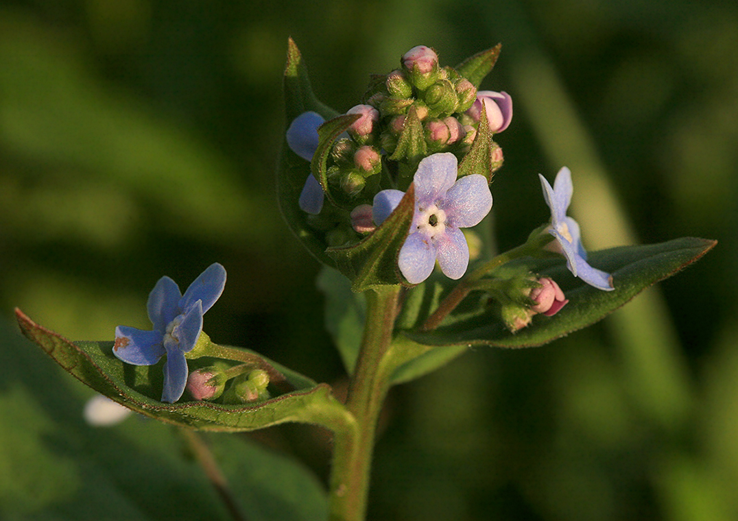 Image of Brunnera sibirica specimen.