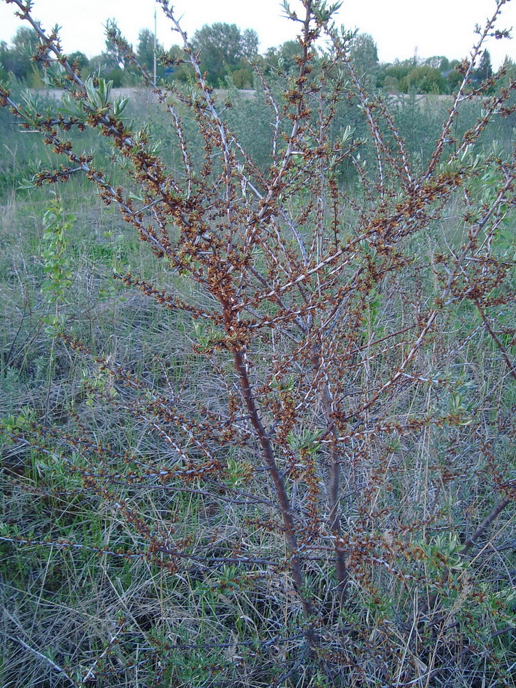 Image of Hippophae rhamnoides specimen.